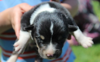 Riley Covered Bridge Corgis Pembroke Welsh Corgi for North Manchester, IN