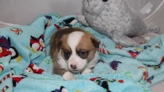 Winston Wolf Ghost Dance Corgis