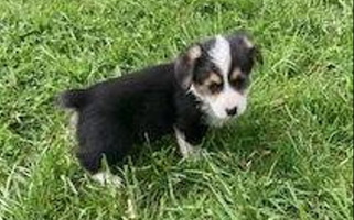 Tilly Red Wagon Farm Corgis Pembroke Welsh Corgi for Silverton, OR