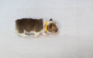 Tilly H2 Puppies Pembroke Welsh Corgi for Winnsboro, TX