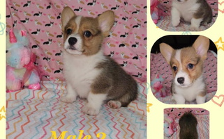 Zoey East Tennessee Clark Corgis Pembroke Welsh Corgi for Unicoi, TN