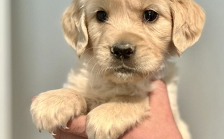 Blue TK Mini Ranch Retriever Golden Retriever for Parma, ID