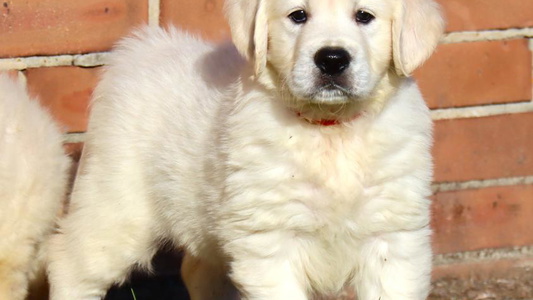 Sierra Cynazar Goldens