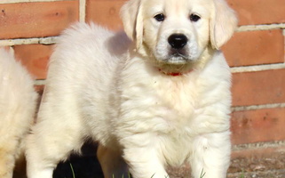 Sierra Cynazar Goldens Golden Retriever for North Beach Haven, NJ