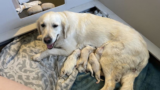 Scout High Sierra Goldens