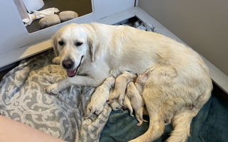 Scout High Sierra Goldens Golden Retriever for Susanville, CA