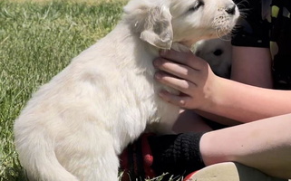 Chase Charm Puppies Golden Retriever for Marshfield, MO