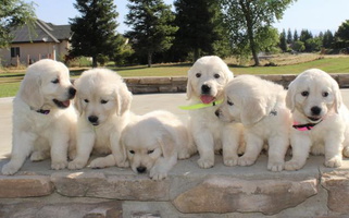 Sierra View English Creams Golden Retriever for Capitola, CA