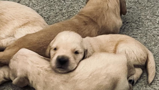 Adorable Goldminer Golden Retriever