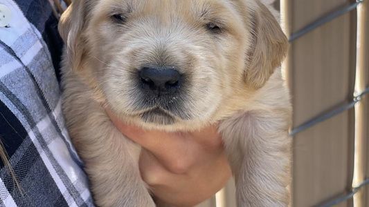 Cute Blessed Goldens