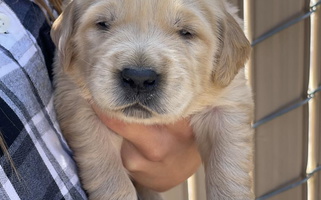 Cute Blessed Goldens Golden Retriever for Yucaipa, CA