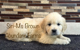 Siri Litter Abundant Farms Golden Retriever for Mobile, AL