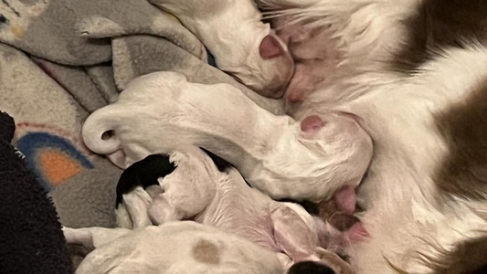 White Colored Sweet Honey Bee Dachshunds