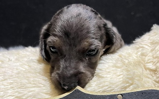 Adorable Dachshunds Up North Dachshund for Bigfork, MN