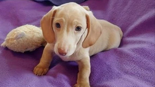 Cream Colored Dani’s Darling Doxies Duchshund