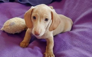 Cream Colored Dani’s Darling Doxies Duchshund Dachshund for Brownsburg, IN