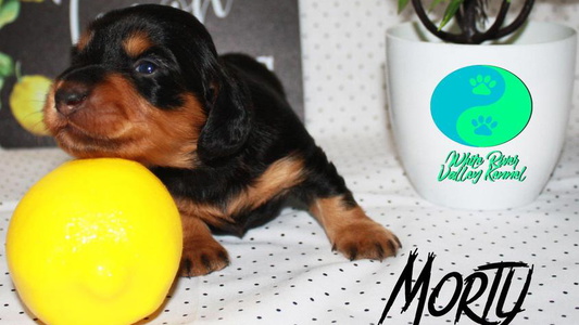 Black and Tan Colored White River Valley Kennel Dachshund