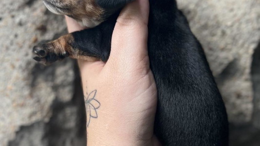 Black and Tan Ballistic Danes & Dachshund