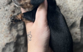 Black and Tan Ballistic Danes & Dachshund Dachshund for Warrensburg, MO