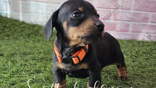 Blue and Tan Colored Spottadachs Dachshund