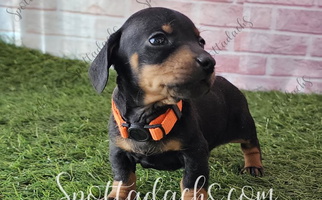 Blue and Tan Colored Spottadachs Dachshund Dachshund for Milford, UT