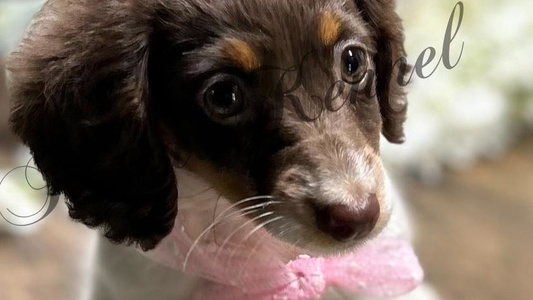 Chocolate and Tan Colored The Royal Kennel Dachshund