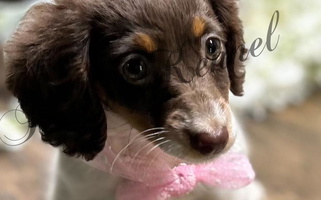 Chocolate and Tan Colored The Royal Kennel Dachshund Dachshund for West Plains, MO