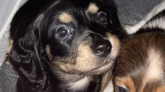 Black and Cream Colored Sawtooth Miniature Dachshund