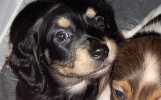 Black and Cream Colored Sawtooth Miniature Dachshund Dachshund for Exeter, CA