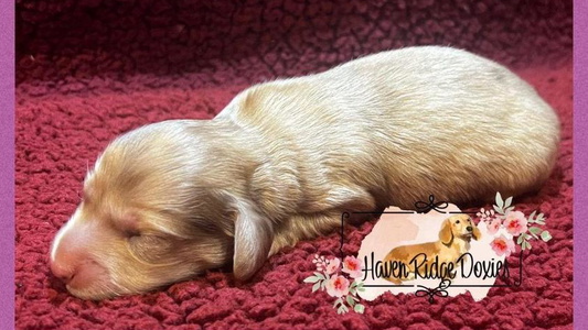 Cream Colored Adorable Haven Ridge Doxies Dachshund