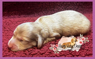 Cream Colored Adorable Haven Ridge Doxies Dachshund Dachshund for Fayetteville, AR