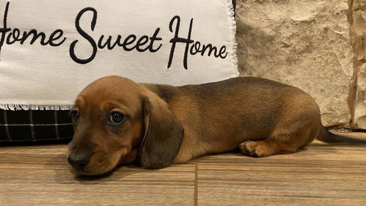 Red Colored B & K Dachshunds