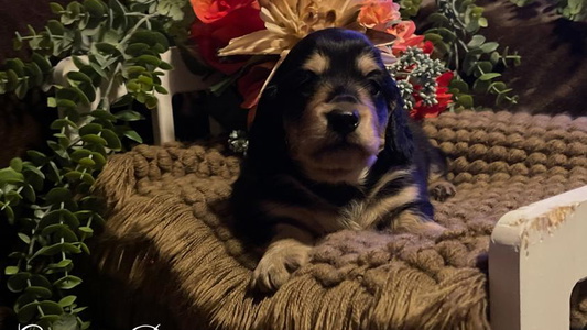 Black and Cream Colored Charisma Dachshund