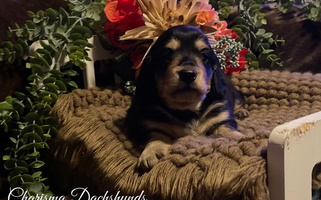 Black and Cream Colored Charisma Dachshund Dachshund for Chester, AR