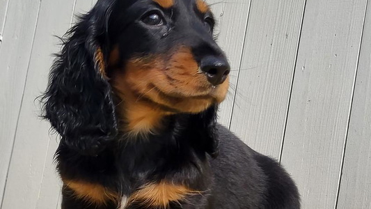 Black and Tan Colored Circle City Dachshund