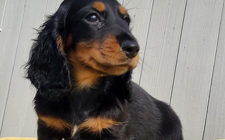 Black and Tan Colored Circle City Dachshund Dachshund for Ashford, AL