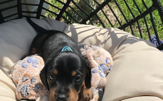 Black and Tan Colored DFW Dachshunds by G & S Dachshund for Irving, TX