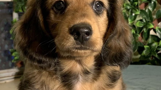 Dark Golden Colored Ram’s Kennels Dachshund