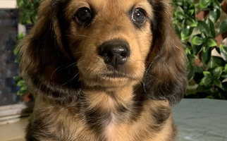 Dark Golden Colored Ram’s Kennels Dachshund Dachshund for Splendora, TX