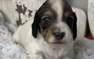 Cream Colored 1 Moore Dachshund Dachshund for Brenham, TX