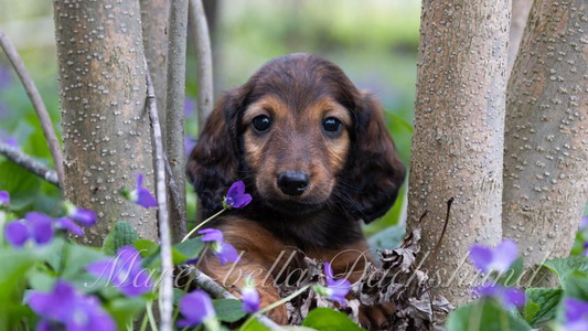 Red Colored Mare-bella Dachshund