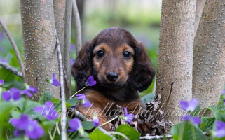 Red Colored Mare-bella Dachshund Dachshund for Crystal Falls, MI