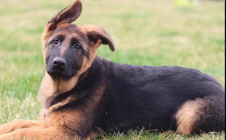 Black and Red Vom Musselman Shepherd German Shepherd for Leo-Cedarville, IN