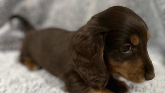 Brown Colored Sweet Quick Little Dachshund