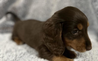 Brown Colored Sweet Quick Little Dachshund Dachshund for Tahlequah, OK