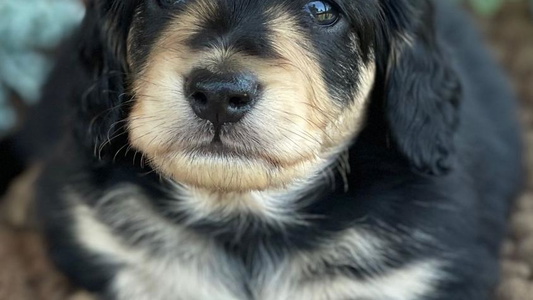 Black and Cream Colored Handsome Charisma Dachshund