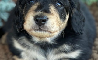 Black and Cream Colored Handsome Charisma Dachshund Dachshund for Chester, AR