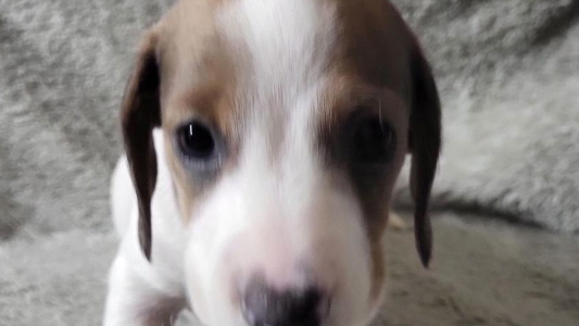 White and Brown Colored TGIF Doxies Dachshund