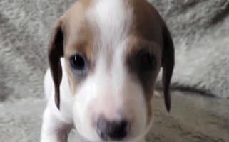 White and Brown Colored TGIF Doxies Dachshund Dachshund for Apopka, FL