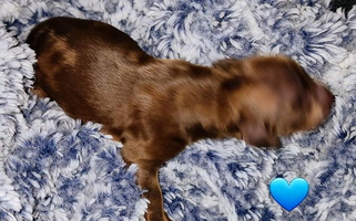 Schmooterbabies Dachshund for Vacaville, CA